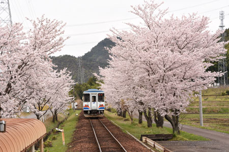 nagaragawa