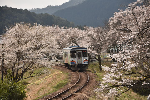 nagaragawa
