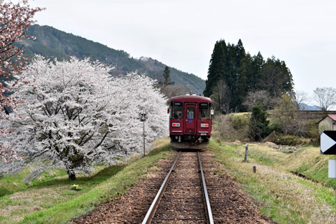 nagaragawa